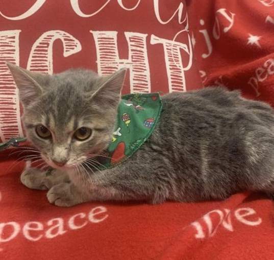 Photo of Smoky