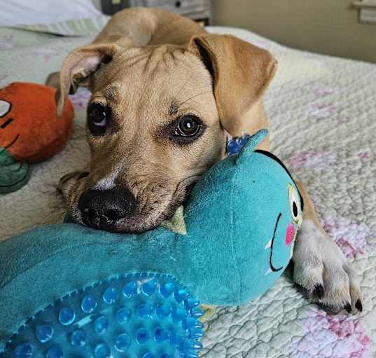 Photo of Daisy