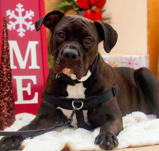 Photo of Mocha Joe or JoJo