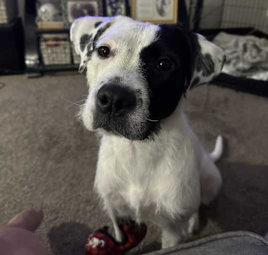 Photo of Molly