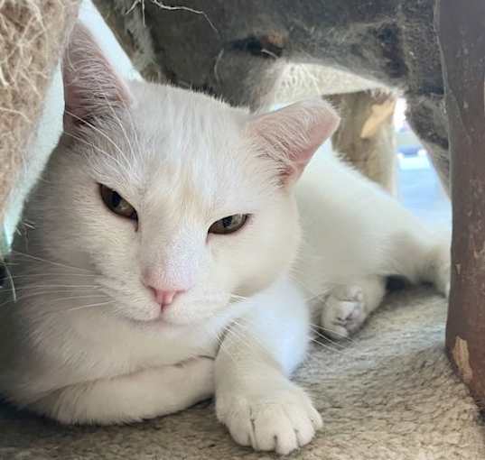 Photo of Yeti