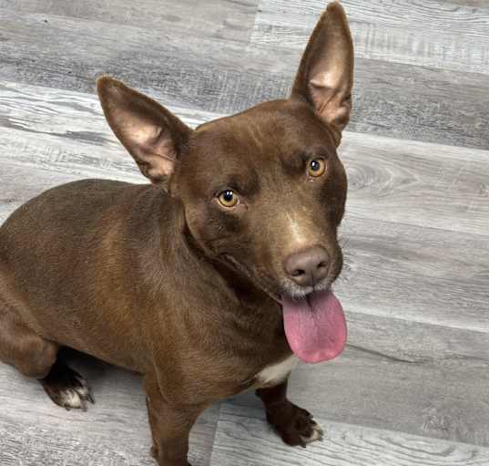 Photo of Rango