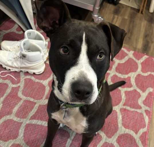 Photo of Stella