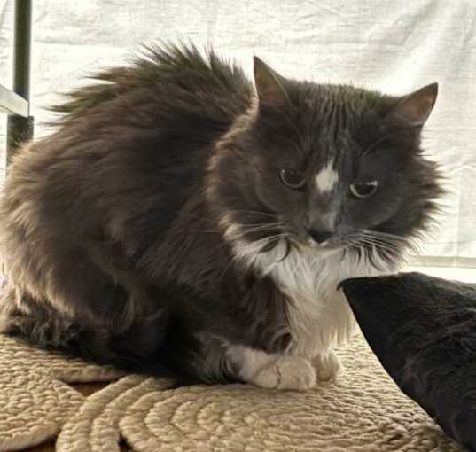 Photo of Moob