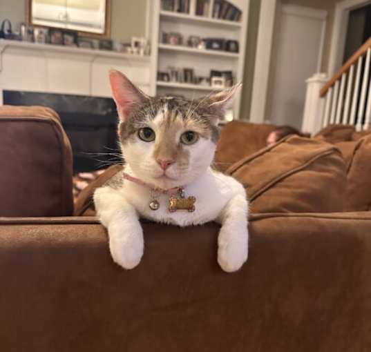 Photo of Lacey