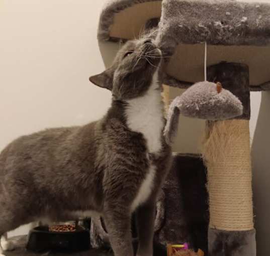 Photo of Mittens