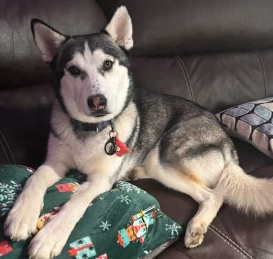 Photo of Clementine