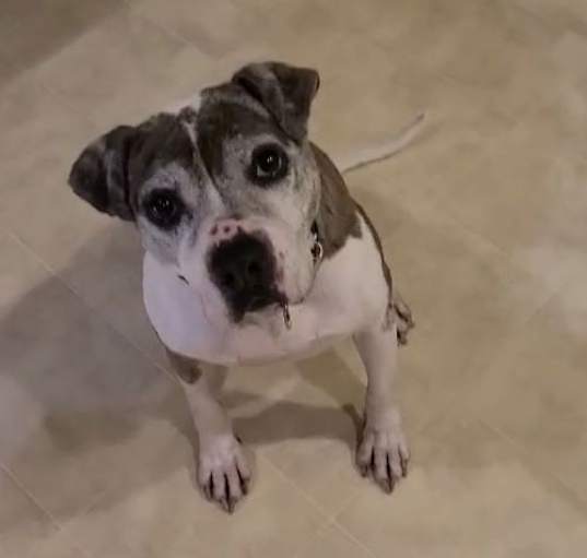 Photo of Pepper