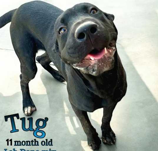 Photo of Tug