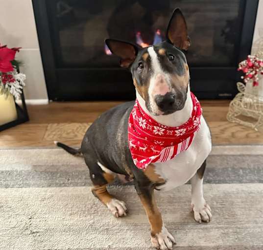 Photo of Gertie (Fishers, IN)