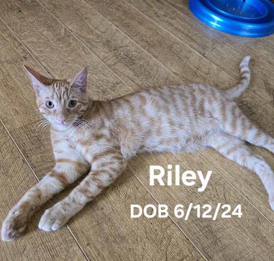 Photo of Riley