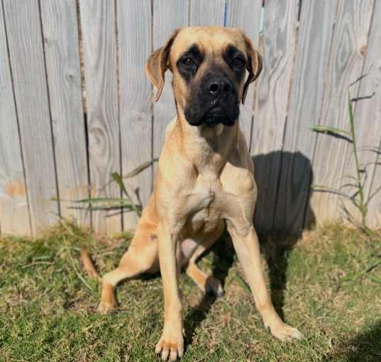 Photo of Daisy