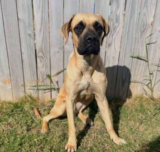 Photo of Daisy