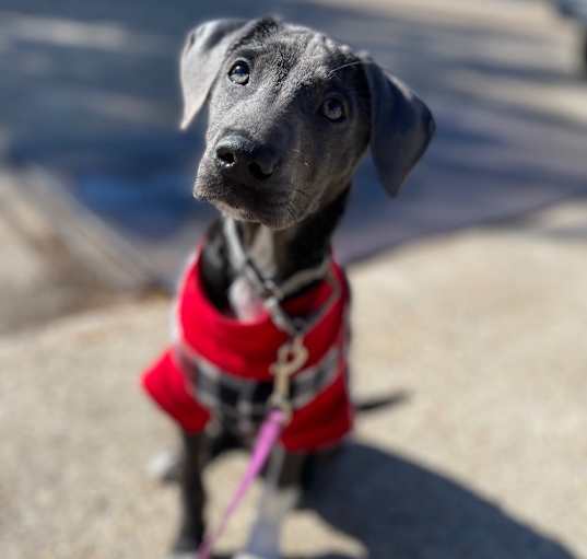 Photo of Charm (In Foster)