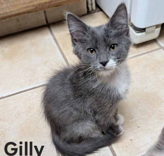 Photo of Gilly