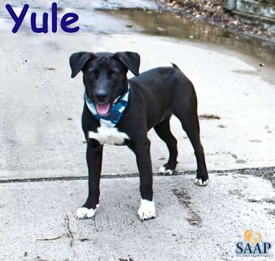 Photo of Yule