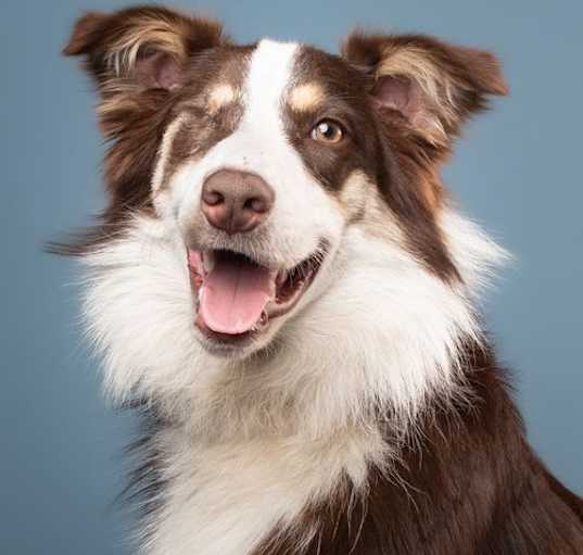 Photo of Sheriff - M