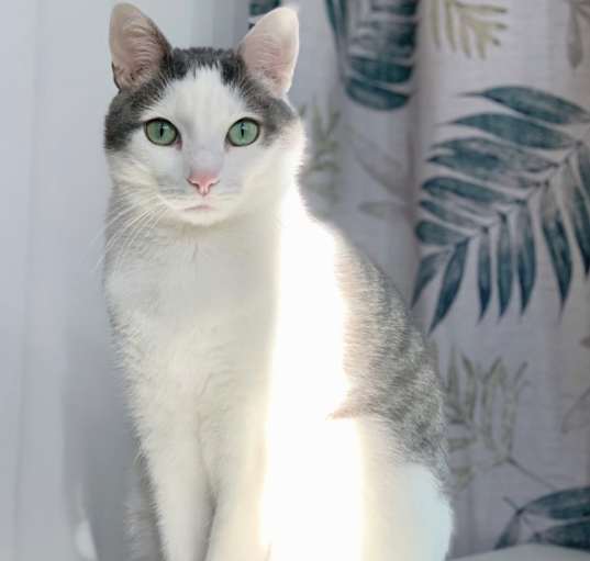 Photo of Ghost