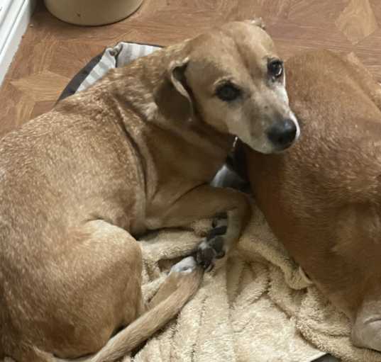 Photo of Rusty