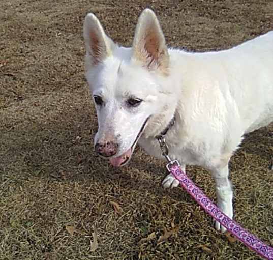 Photo of Sheeba 6400