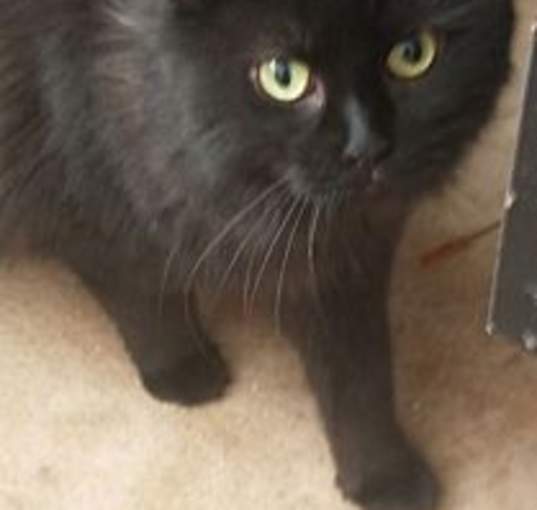 Photo of Momo