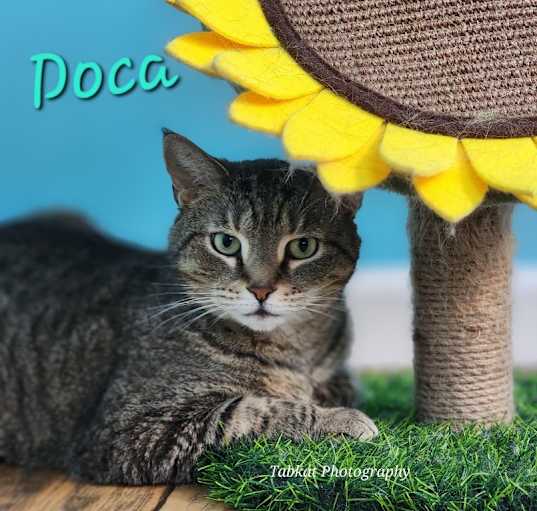 Photo of Doca