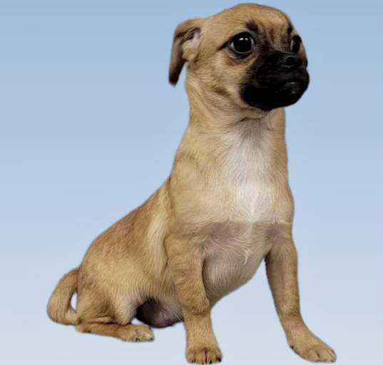 Photo of Beau