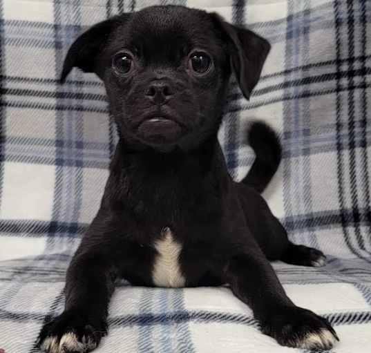 Photo of Monty