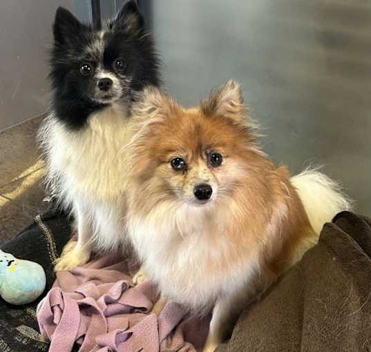 Photo of Jessie and Junie