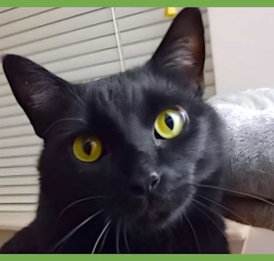 Photo of Ninja