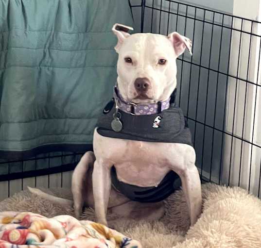 Photo of Sprinkles (Foster Care)