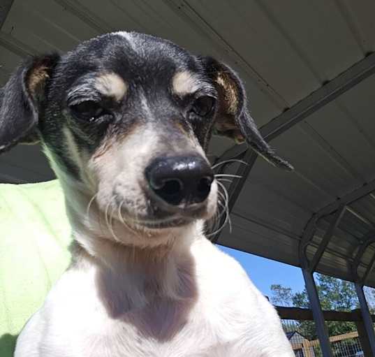 Photo of Petey