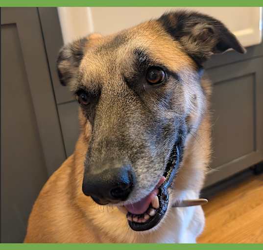 Photo of Kona