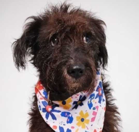 Photo of Beta (NC)