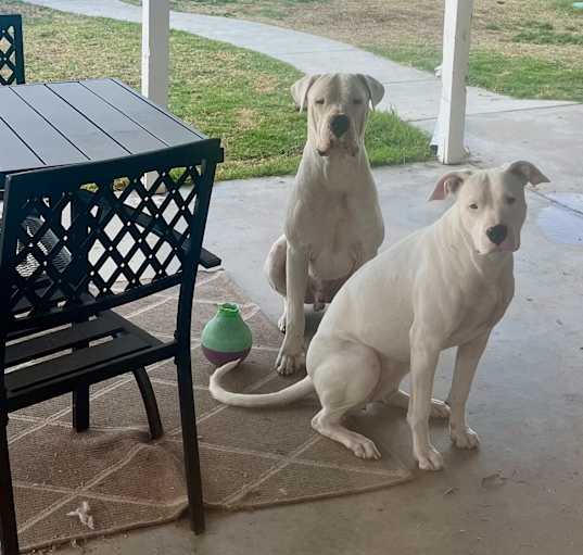 Photo of Marley & Stella (Bonded Pair)