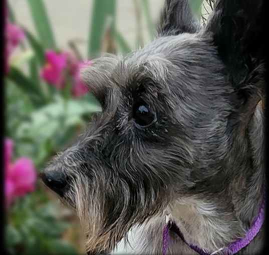 Photo of Toby
