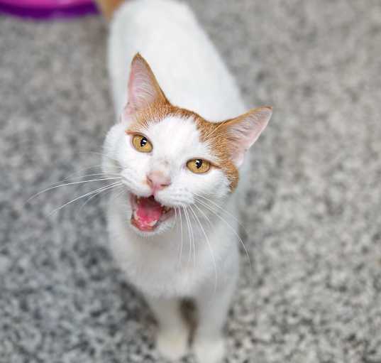 Photo of Cinnamon