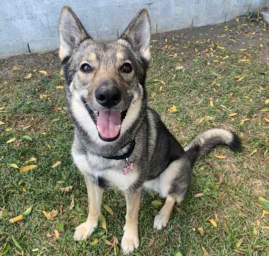 Photo of Adorable Xena