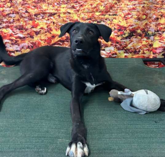 Photo of Barkley