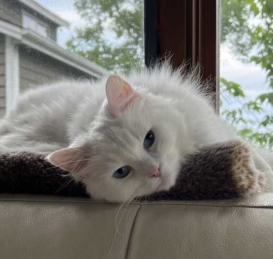 Ragdoll Adoption in Saint Cloud MN Ragdoll Kittens for Sale in Saint Cloud MN Adoptapet