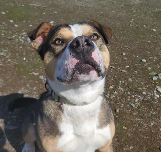 Photo of Pittie Paul