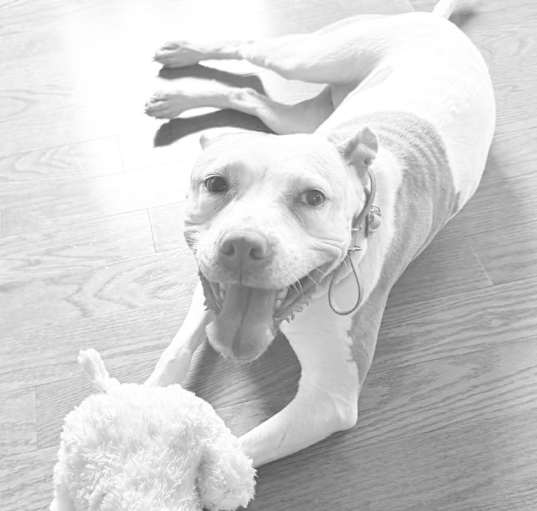Photo of Josie