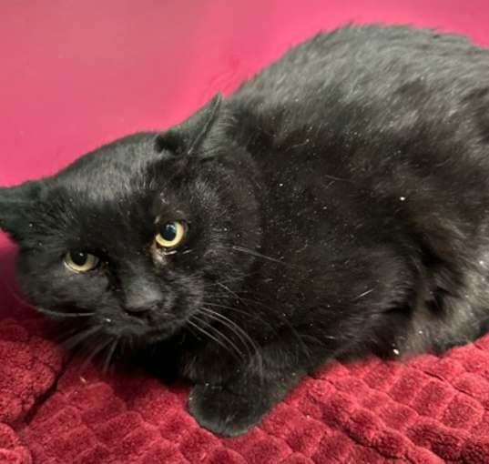 Photo of Sly-FIV+