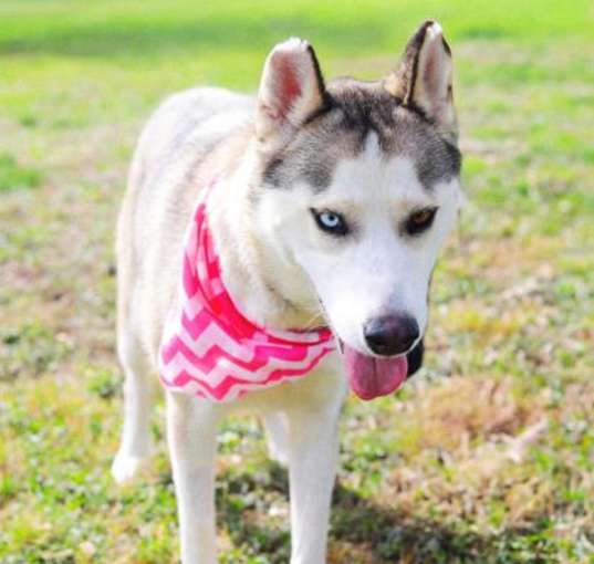 Photo of Lanna