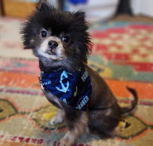 Photo of Mac Fox