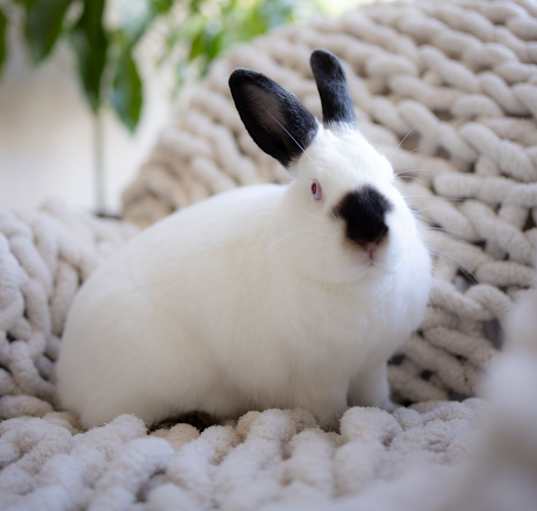 Photo of Mama Bean
