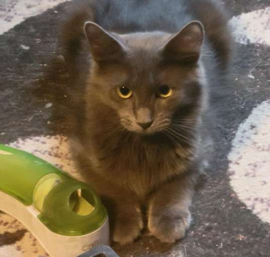 Photo of Annie