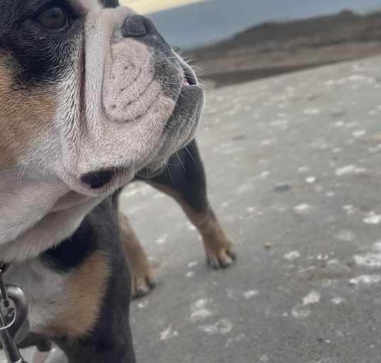 Photo of RUBY 2 yrs 28 lbs