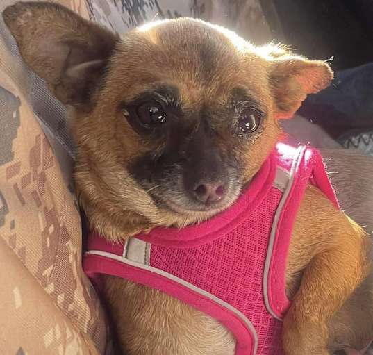 Photo of MISS HAMMY 8.5 yrs 8lbs