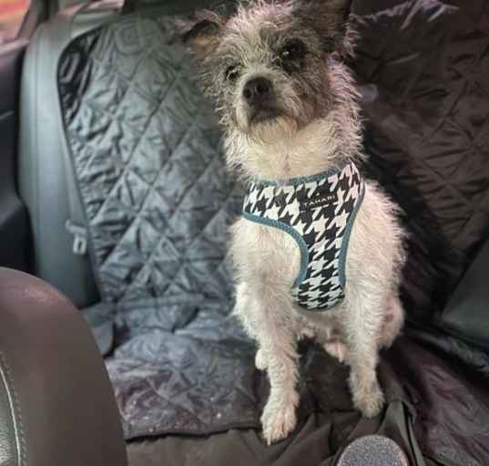 Photo of KALUA 1 yr 22 lbs